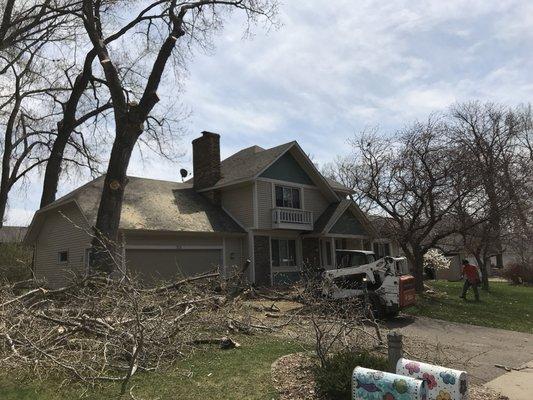 Cottonwood Tree Removal with Stump in Golden Valley.