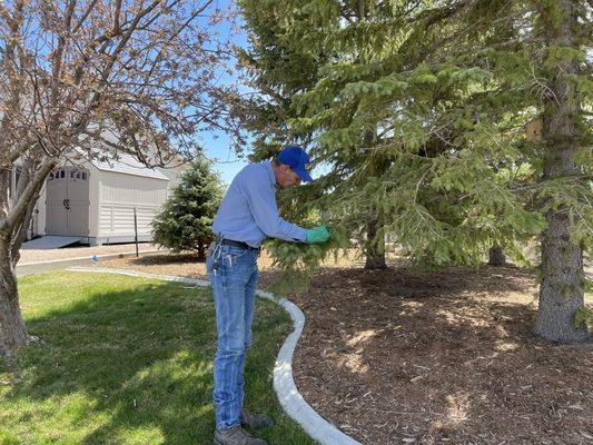 Our Professionals specialize in tree care in the Black Hills.  150+ years of combined experience.