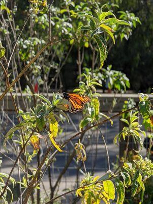 Monarch butterflies- November 2021