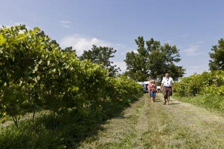 Walking the vineyard #michiganwines