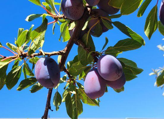 Italian plums