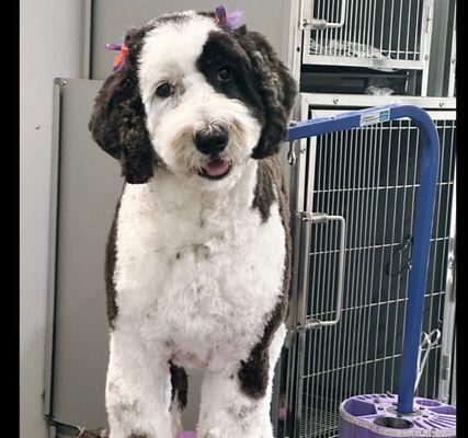 Sheepadoodle Dog Grooming.