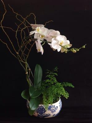 Orchids arrangement