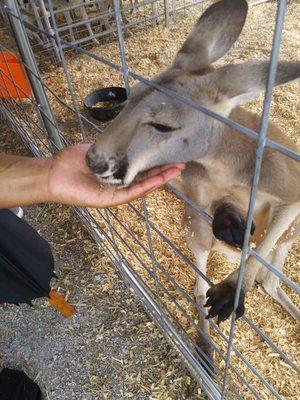 Feed and pet our Roos!!