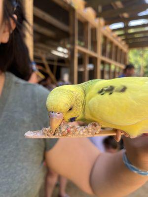 Feeding the parakeets. Each stick is $2.50