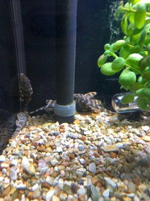 Tiger Stripe Pleco