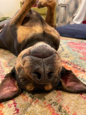 Best belly rubs in town--Pup-approved!