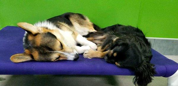 Bentley taking a nap with his best friend at daycare, Charli