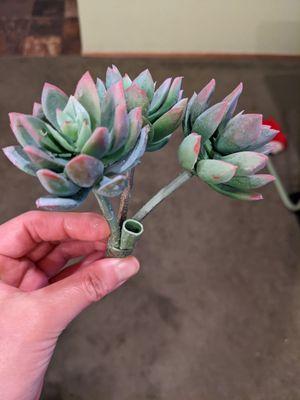 Fake succulents