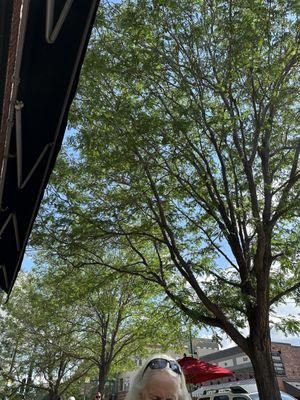 Tree canopy over the outdoor patio.