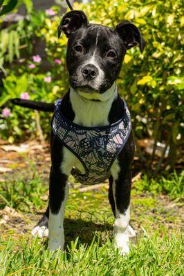 Zooma wondering what life is all about during her Puppy Board and Train !