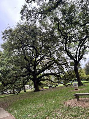 Grassy area for picnics