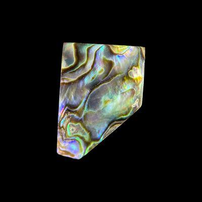 Abalone Shell