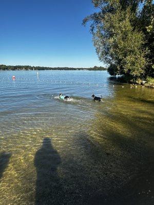 Dog friendly swimming