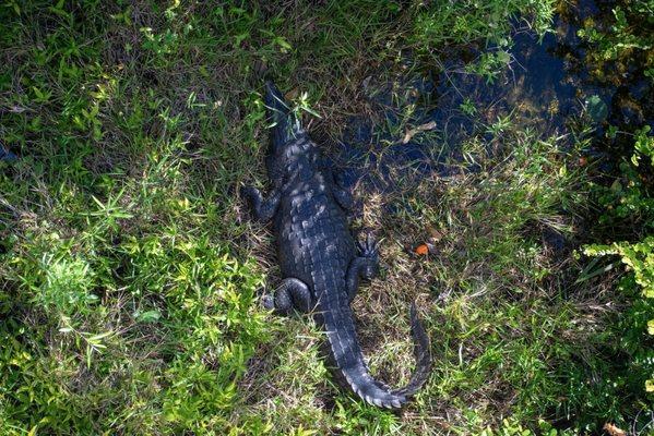 Crocodile just below the observation tower