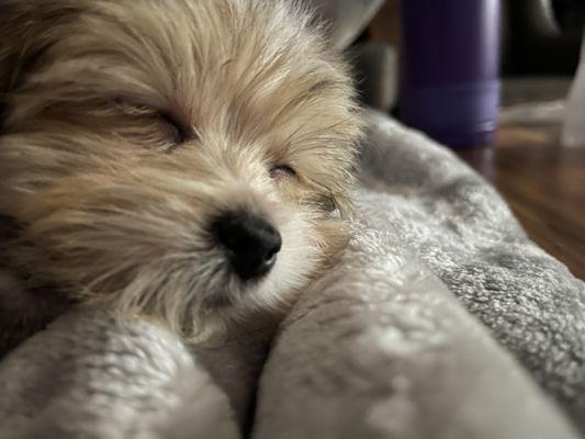 Silver Nickel Puppies