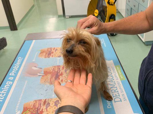 Battier's Veterinary Clinic