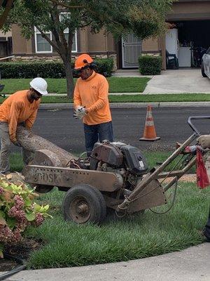 His Tree Service Inc