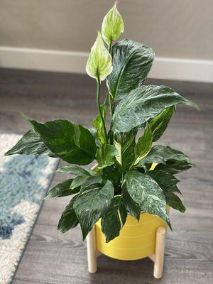 Peace lily