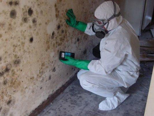 Mold Restoration expert