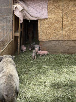 My pig and piglets! I buy the feet, the pallets and the hay all from Dans boot and saddle