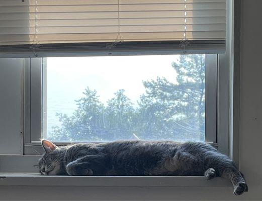 My kitty Noah loves all of the afternoon sunshine and wide enough window sills.