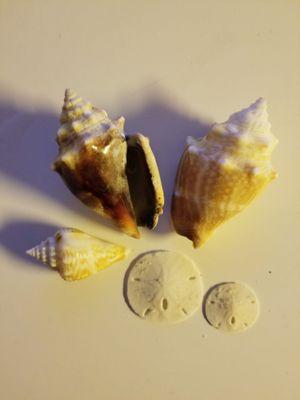 Our shells from Don Pedro Island  2021