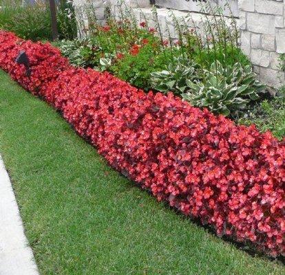 Begonia flowers