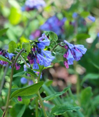 Bluebells