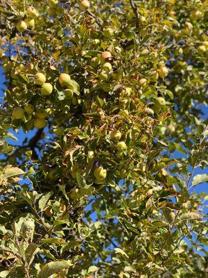 Still lots of apples at the end of October!