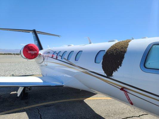 Honeybee Swarm live removal from jet