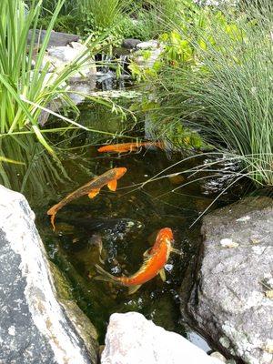 Koi