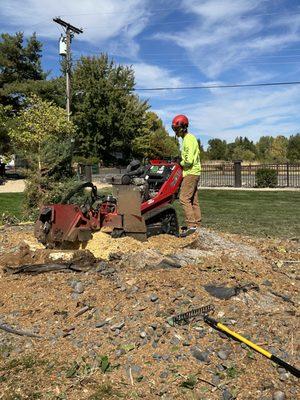 Stump grinding