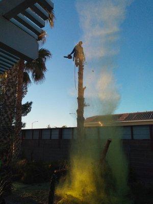 A cloud of pollen ascending to the heavens.