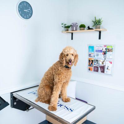 My Pets Wellness - Simpsonville