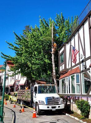 Two day job - LAKE ARROWHEAD VILLAGE. Removed & trimmed trees around the entire complex. Climber, taking off branches for tree removal.