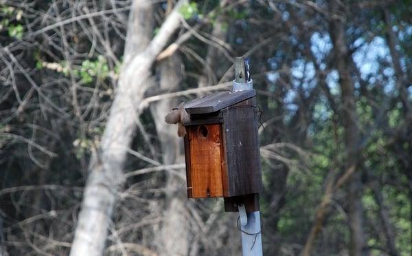 Kern River Preserve