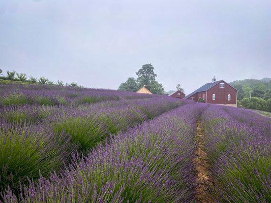 Lavender Field & Gift Shop Building