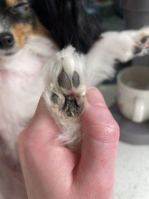 Deep cut on my dogs paw after a terrible groom.