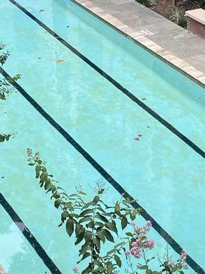 Algae mildew pool