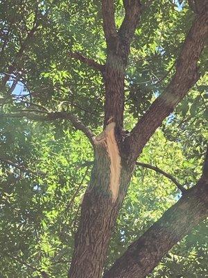 Damage to tree