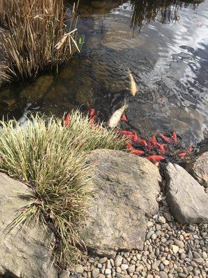 Koi pond at the entrance