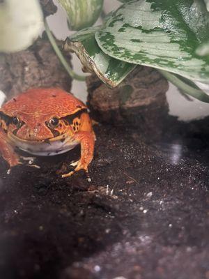 Tomato frog