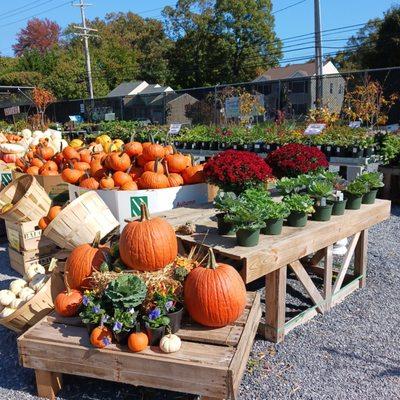 Lots of pumpkins