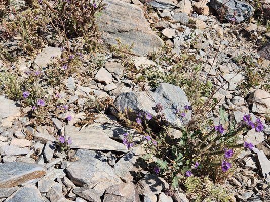 Purple wildflowers