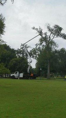 Hall's Tree Service