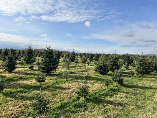 Crossen Christmas Tree Farm