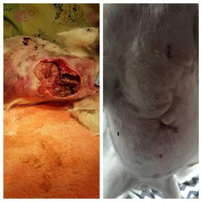 Dr Evans did such an amazing job closing all our dogs wounds after she was attacked by a dog. These photos were 3 weeks apart!!!