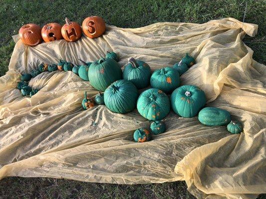 10/23/18. Tuesday evening. 26th Annual Pumpkin Shine on Line. Captain Shreve High School Gators, Green pumpkins in shape of a gator!