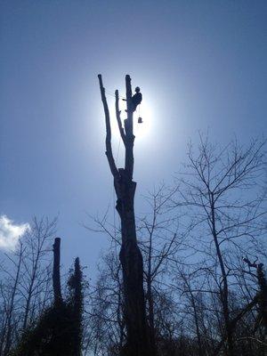 Large Norway Maple tree removal